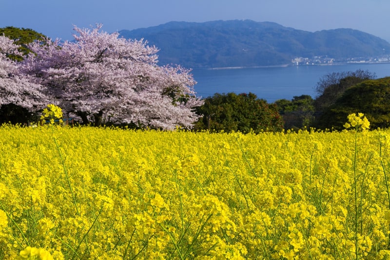 能古島の菜の花畑と桜、博多湾の眺め